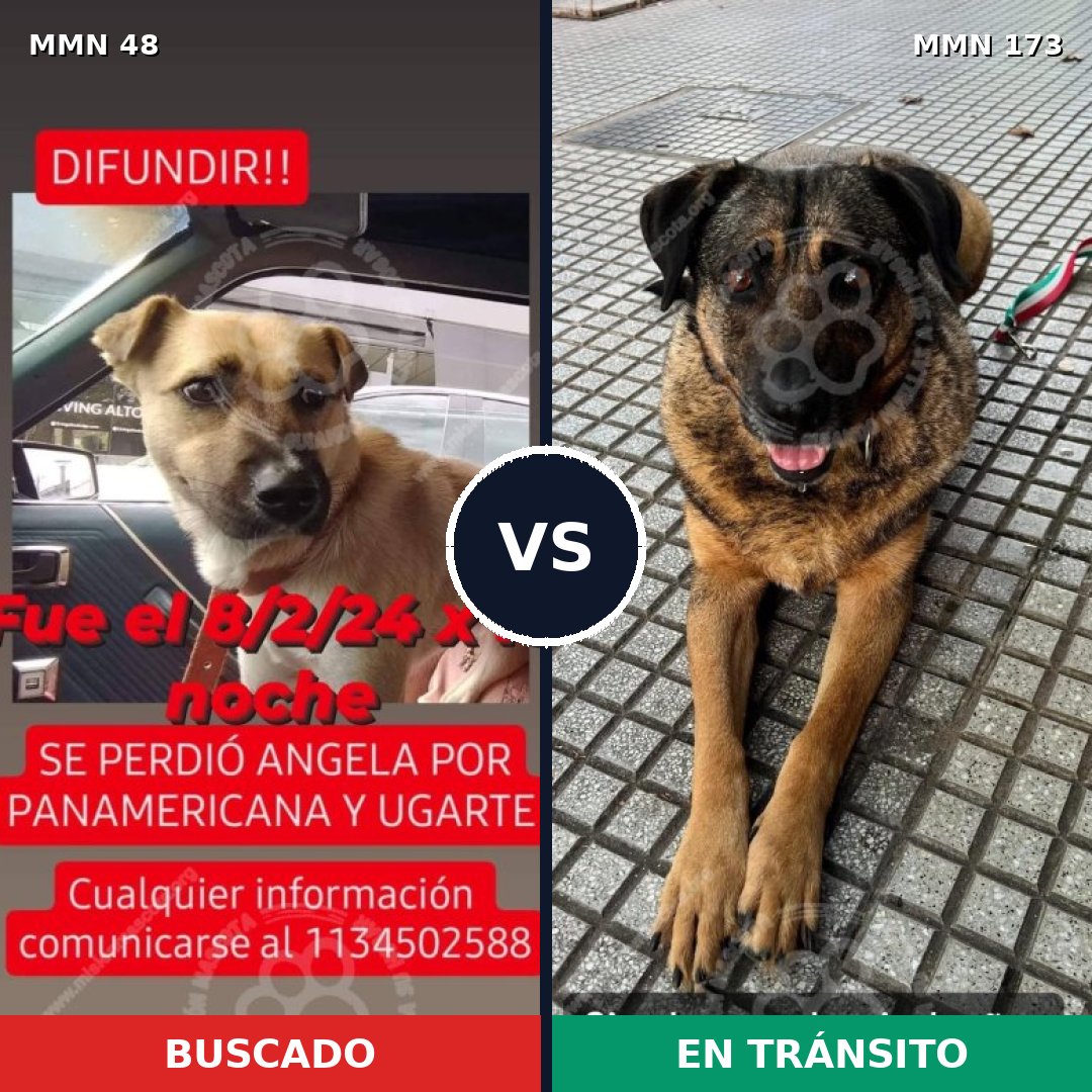 Comparativa MMS 1884: mascota perdida y mascota encontrada, 62% de similitud