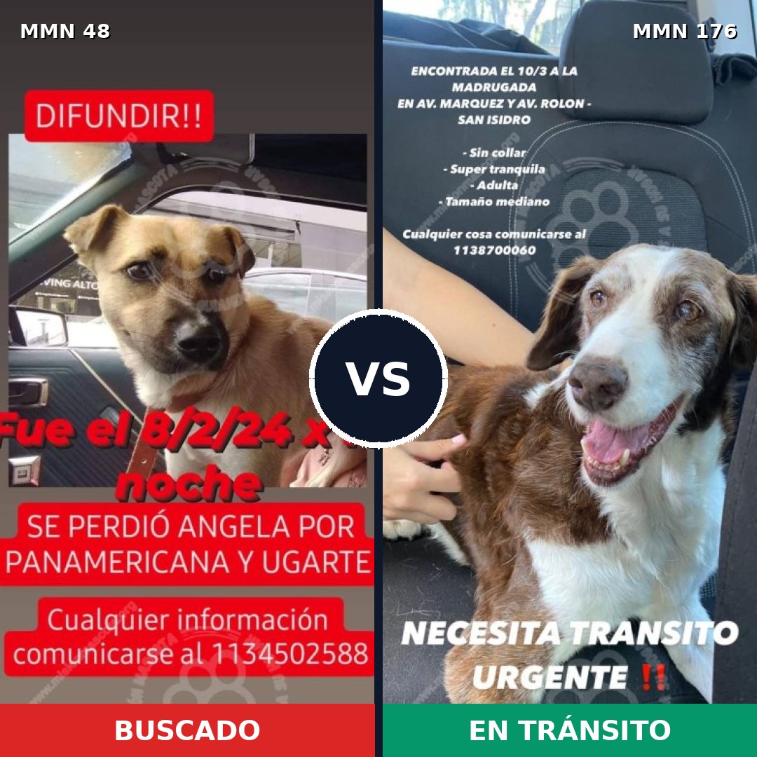 Comparativa MMS 1885: mascota perdida y mascota encontrada, 74% de similitud