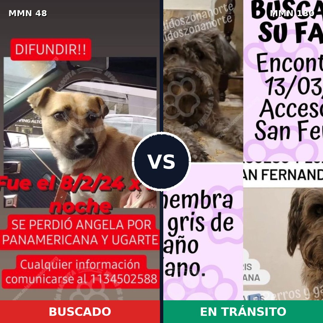 Comparativa MMS 1886: mascota perdida y mascota encontrada, 74% de similitud