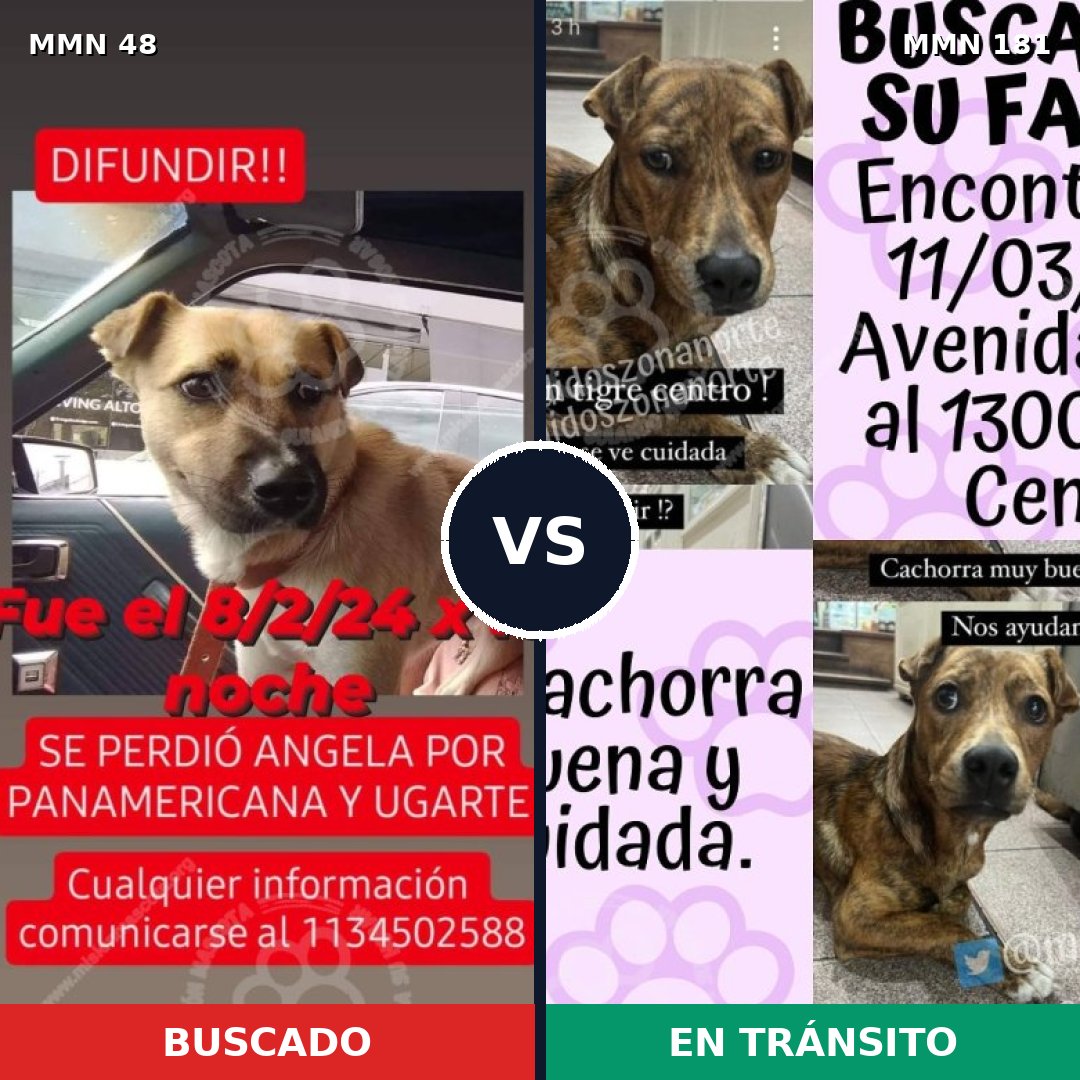 Comparativa MMS 1887: mascota perdida y mascota encontrada, 77% de similitud