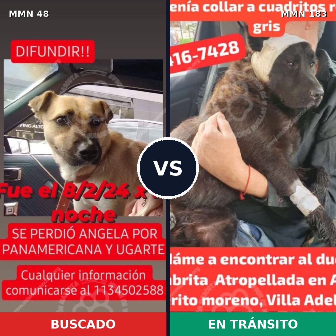 Comparativa MMS 1888: mascota perdida y mascota encontrada, 62% de similitud
