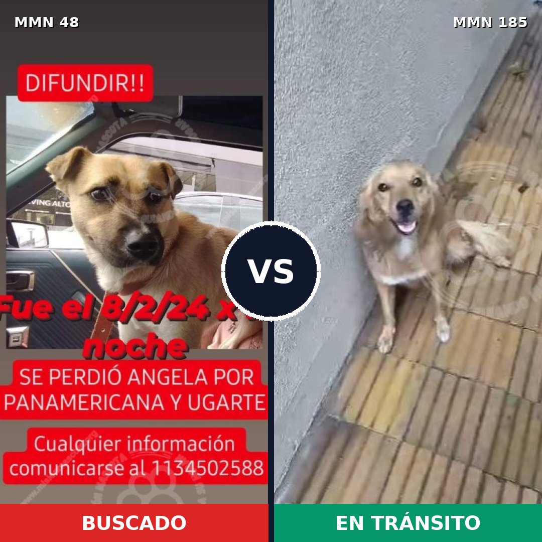 Comparativa MMS 1889: mascota perdida y mascota encontrada, 88% de similitud