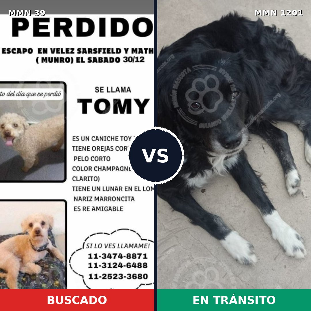 Comparativa MMS 18892: mascota perdida y mascota encontrada, 28% de similitud