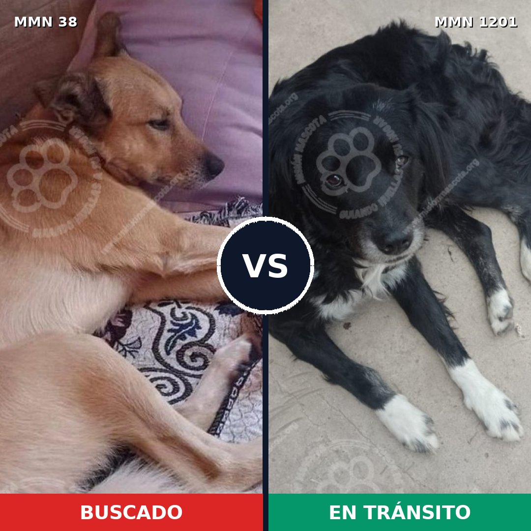 Comparativa MMS 18893: mascota perdida y mascota encontrada, 59% de similitud