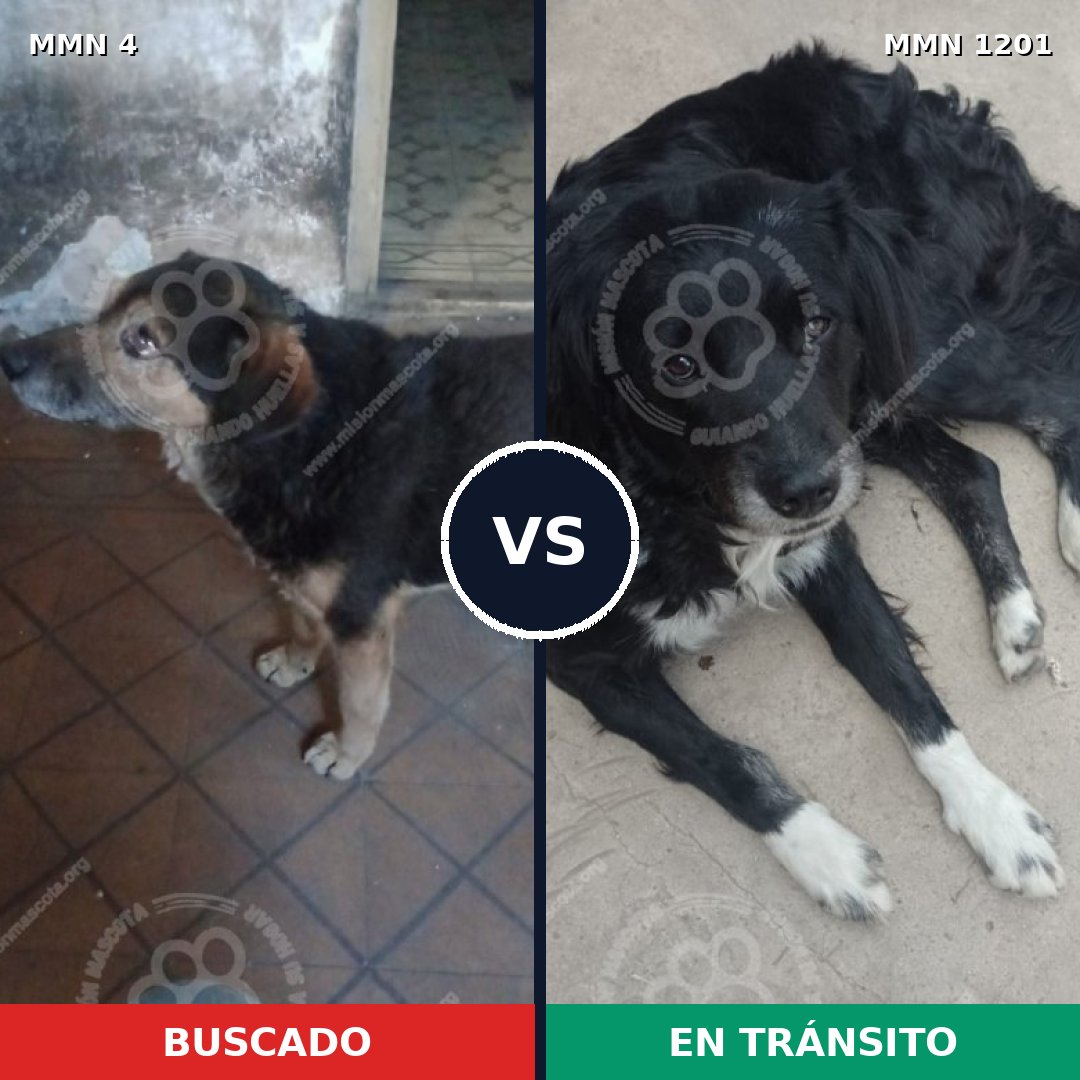 Comparativa MMS 18894: mascota perdida y mascota encontrada, 61% de similitud
