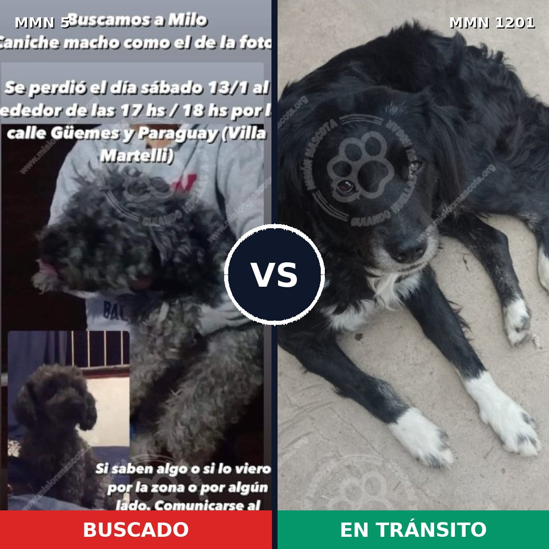 Comparativa MMS 18895: mascota perdida y mascota encontrada, 38% de similitud