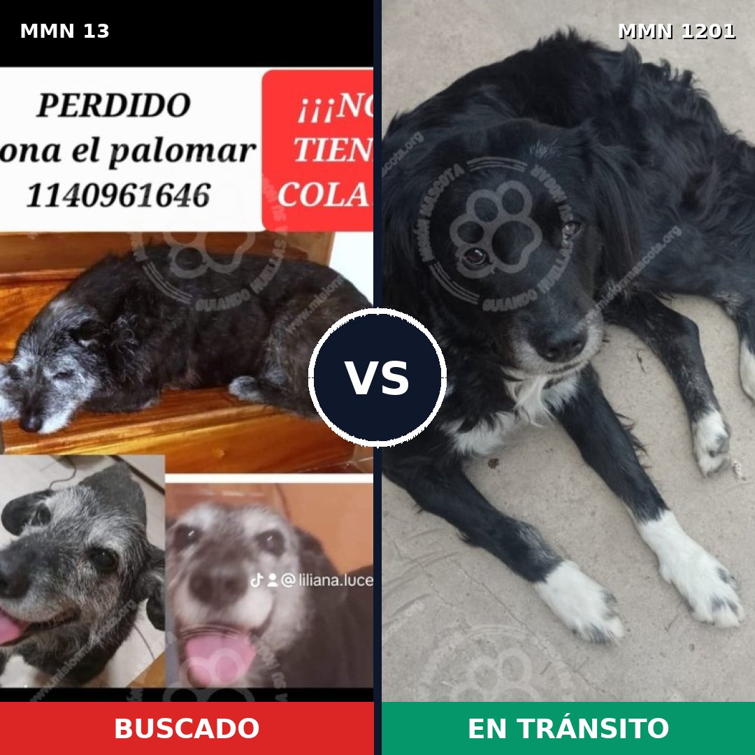 Comparativa MMS 18898: mascota perdida y mascota encontrada, 64% de similitud