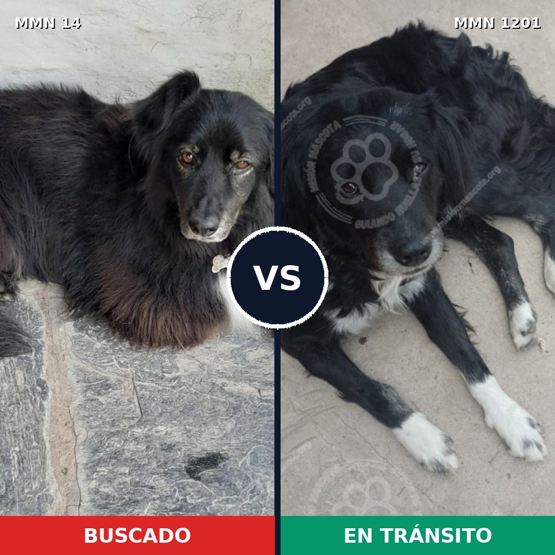 Comparativa MMS 18899: mascota perdida y mascota encontrada, 80% de similitud
