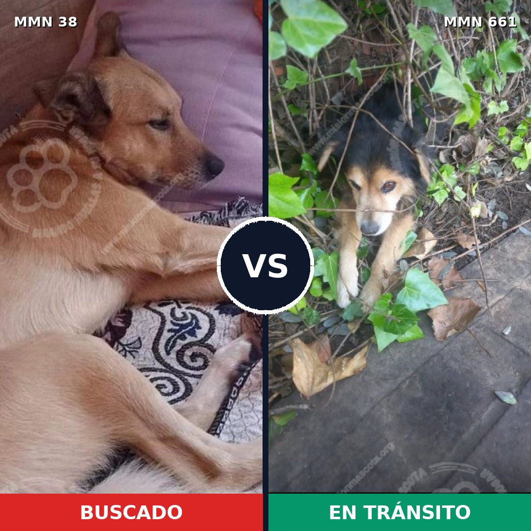 Comparativa MMS 189: mascota perdida y mascota encontrada, 32% de similitud