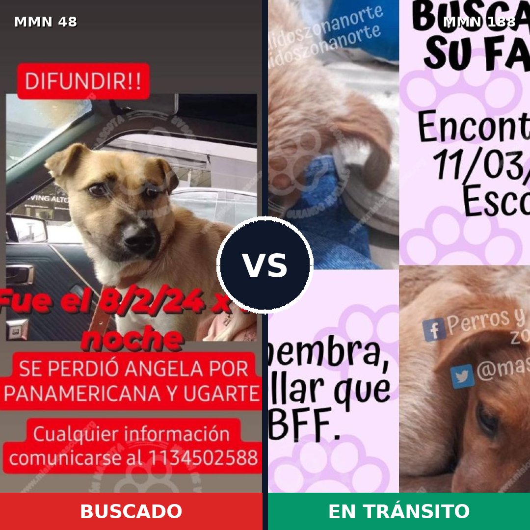 Comparativa MMS 1890: mascota perdida y mascota encontrada, 66% de similitud