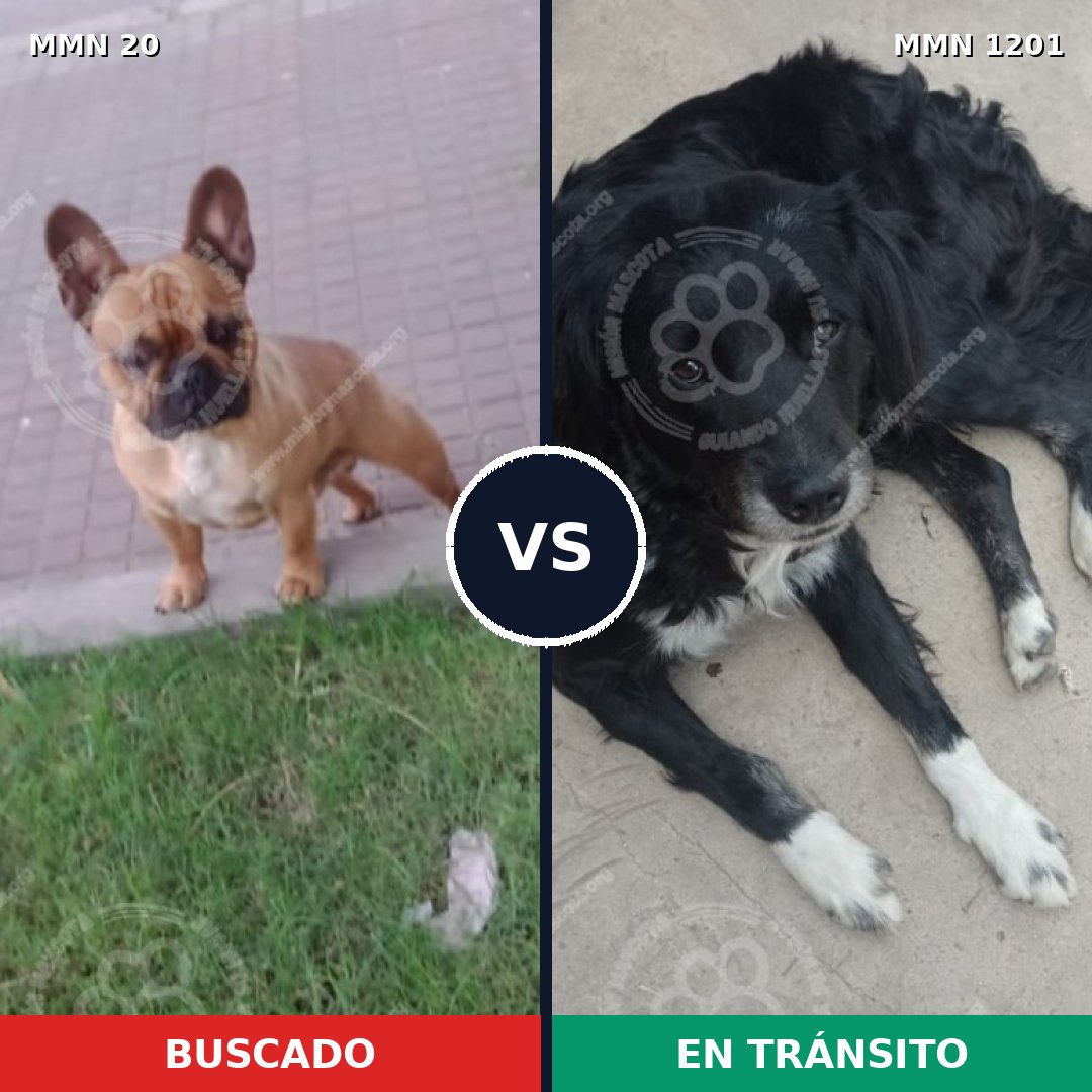 Comparativa MMS 18901: mascota perdida y mascota encontrada, 27% de similitud