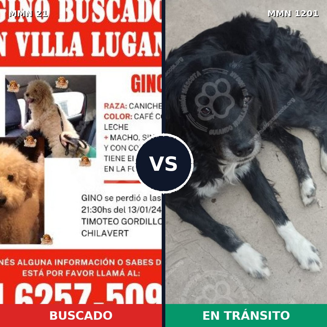 Comparativa MMS 18902: mascota perdida y mascota encontrada, 28% de similitud