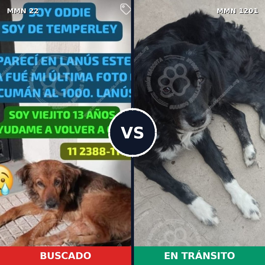 Comparativa MMS 18903: mascota perdida y mascota encontrada, 53% de similitud
