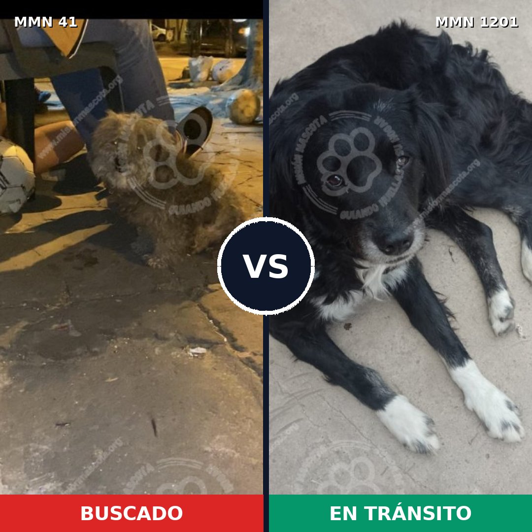 Comparativa MMS 18905: mascota perdida y mascota encontrada, 46% de similitud