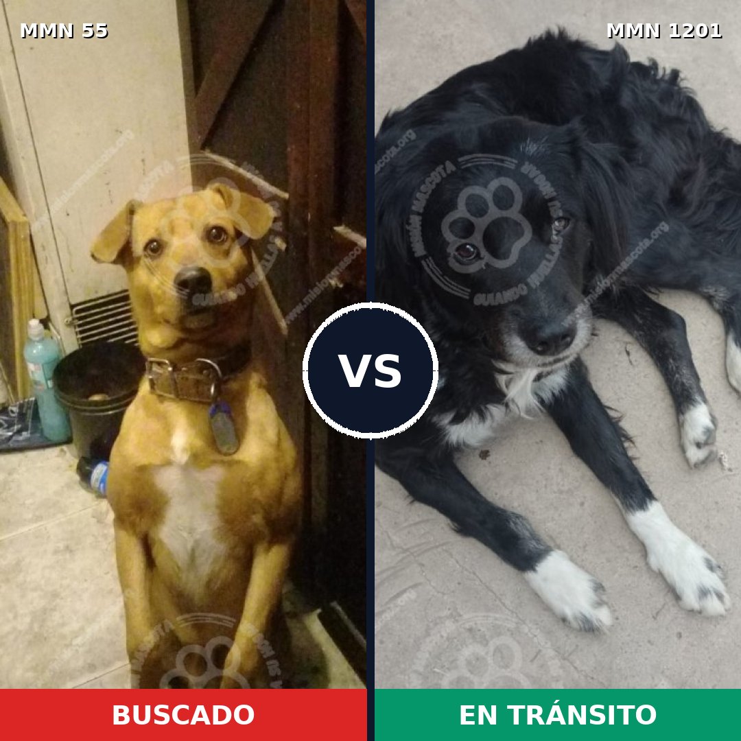 Comparativa MMS 18907: mascota perdida y mascota encontrada, 57% de similitud