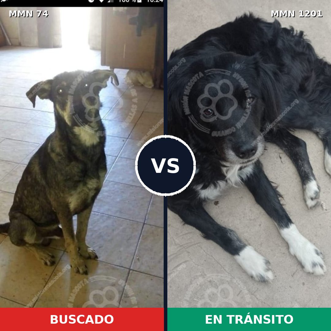 Comparativa MMS 18909: mascota perdida y mascota encontrada, 72% de similitud