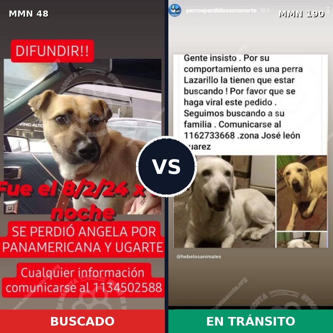 Comparativa MMS 1891: mascota perdida y mascota encontrada, 32% de similitud
