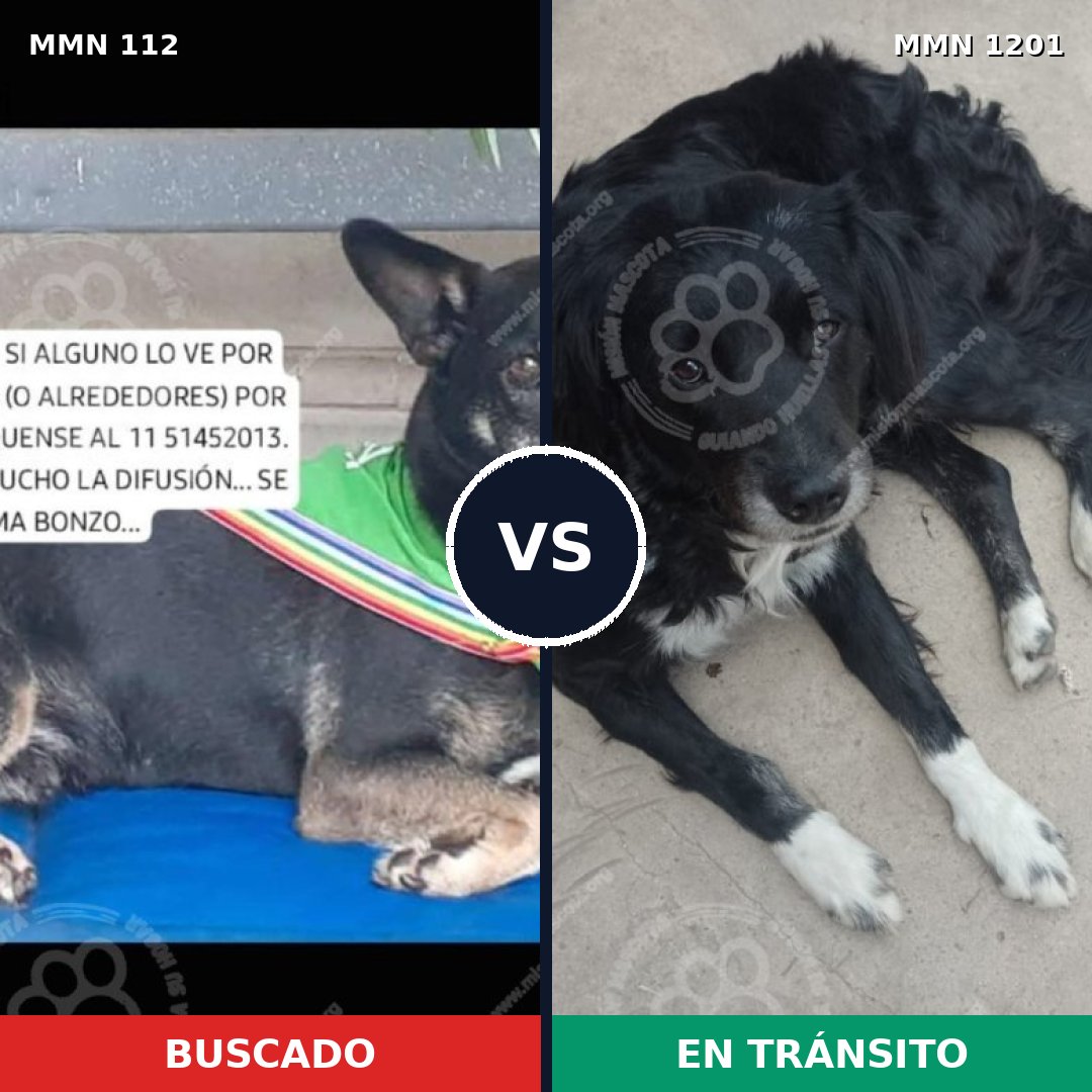 Comparativa MMS 18911: mascota perdida y mascota encontrada, 60% de similitud