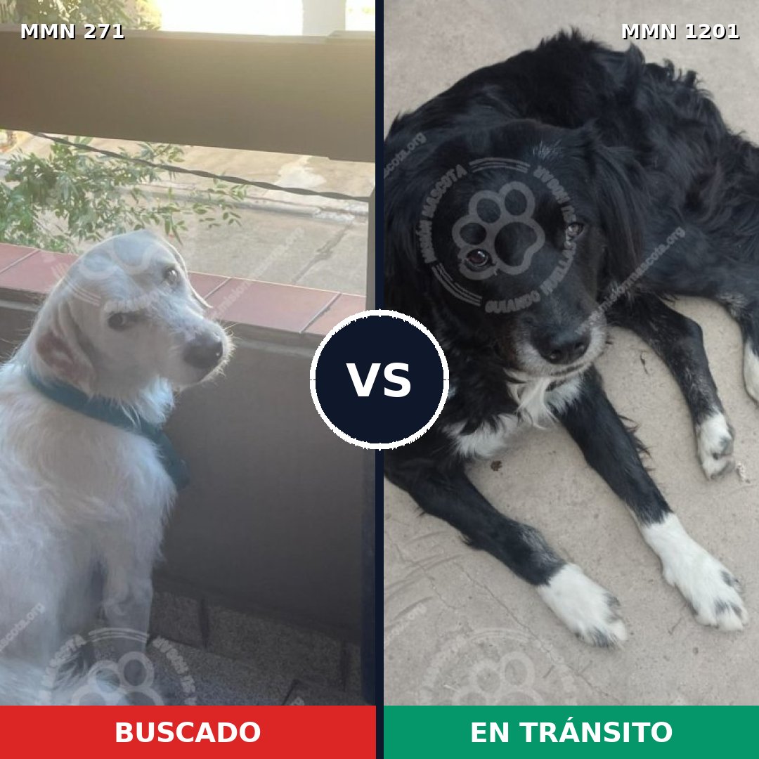Comparativa MMS 18913: mascota perdida y mascota encontrada, 58% de similitud