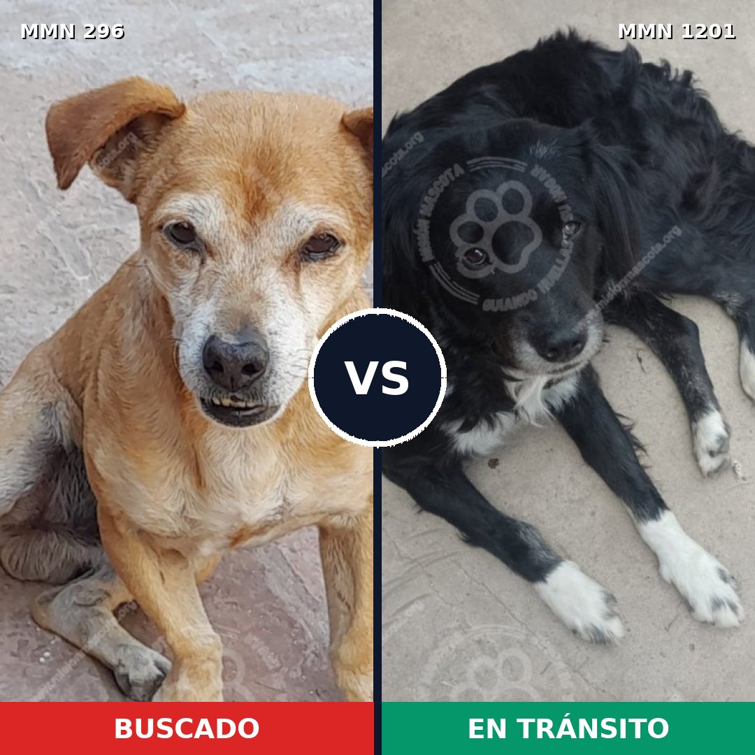 Comparativa MMS 18914: mascota perdida y mascota encontrada, 60% de similitud