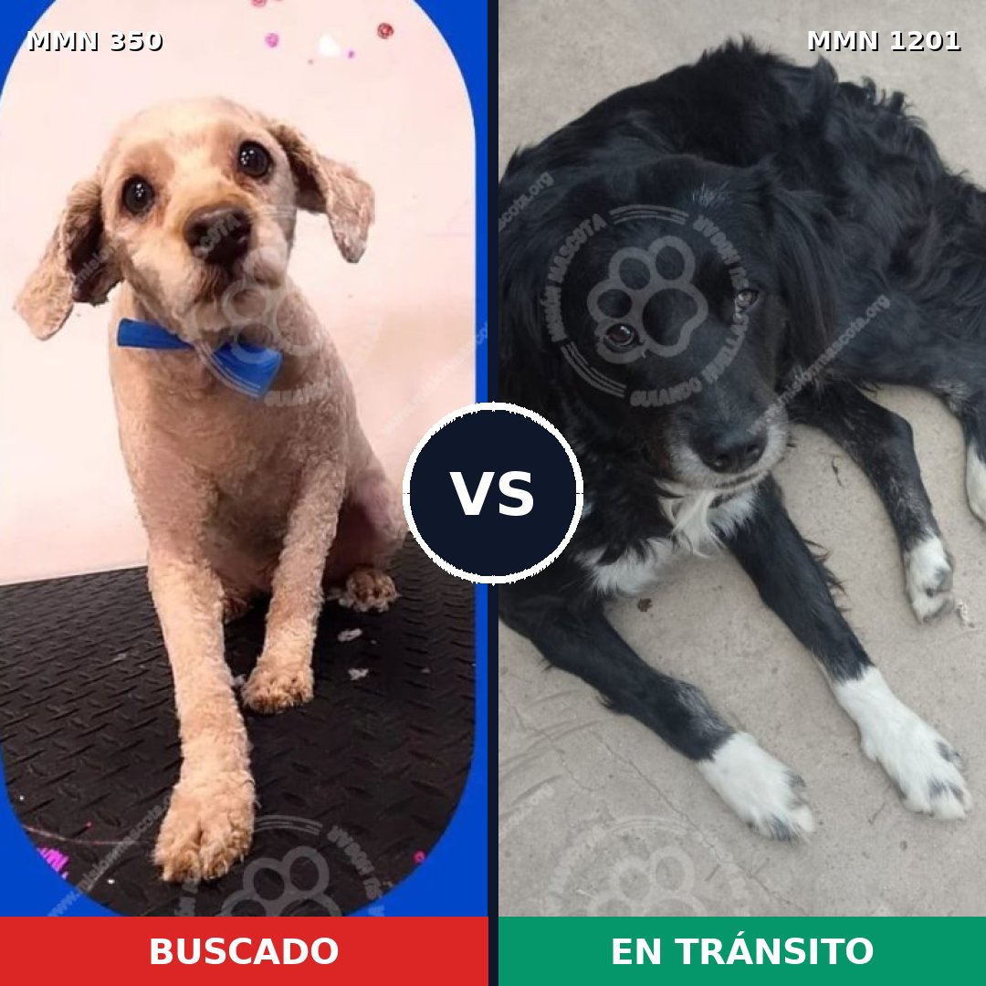 Comparativa MMS 18915: mascota perdida y mascota encontrada, 42% de similitud