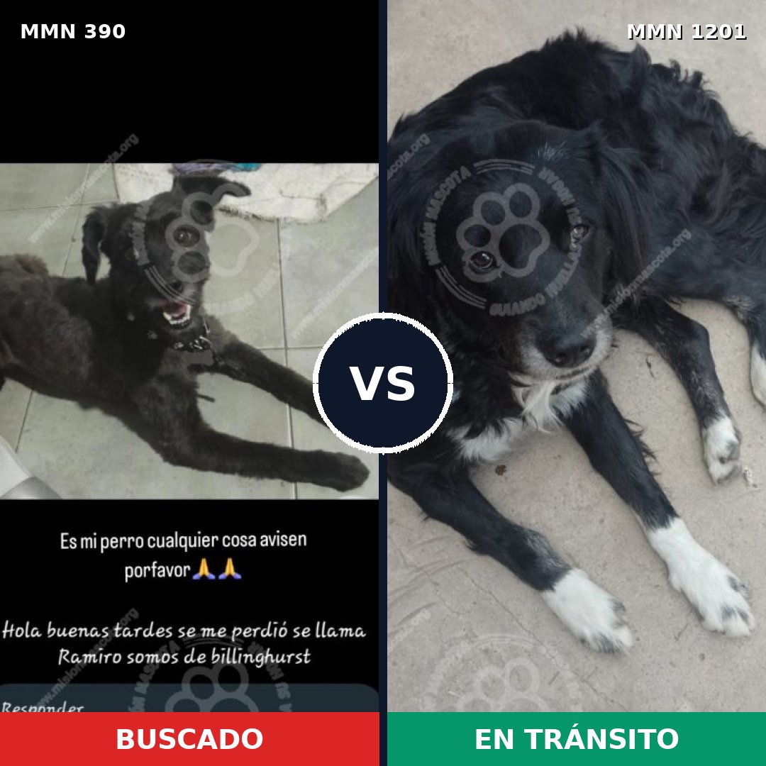 Comparativa MMS 18917: mascota perdida y mascota encontrada, 46% de similitud