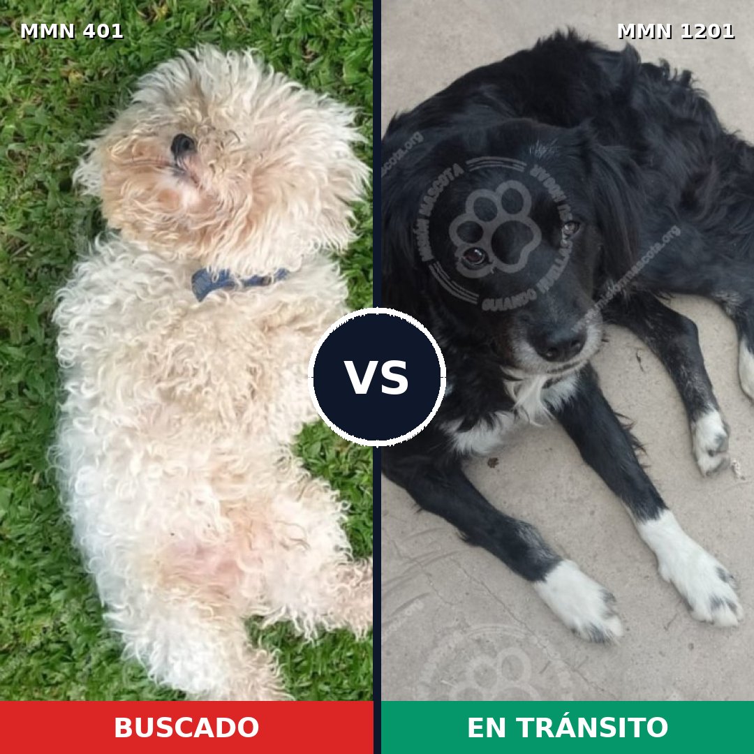 Comparativa MMS 18918: mascota perdida y mascota encontrada, 25% de similitud
