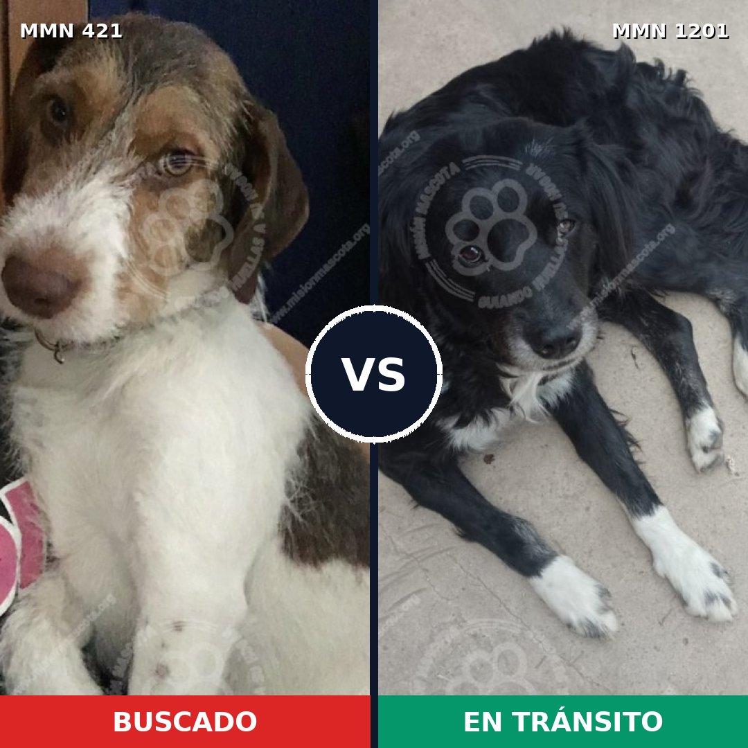 Comparativa MMS 18919: mascota perdida y mascota encontrada, 56% de similitud