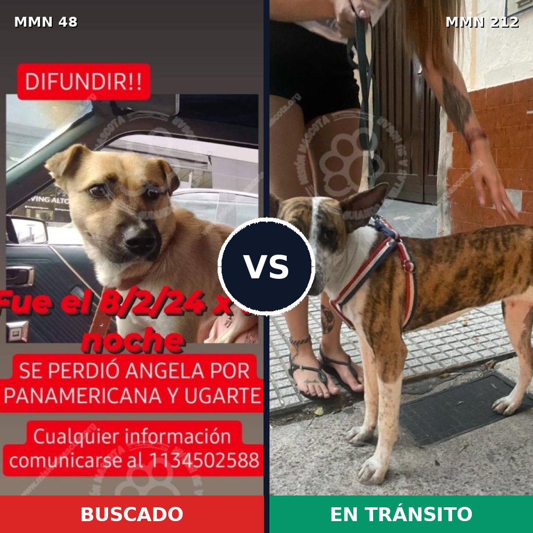 Comparativa MMS 1892: mascota perdida y mascota encontrada, 76% de similitud