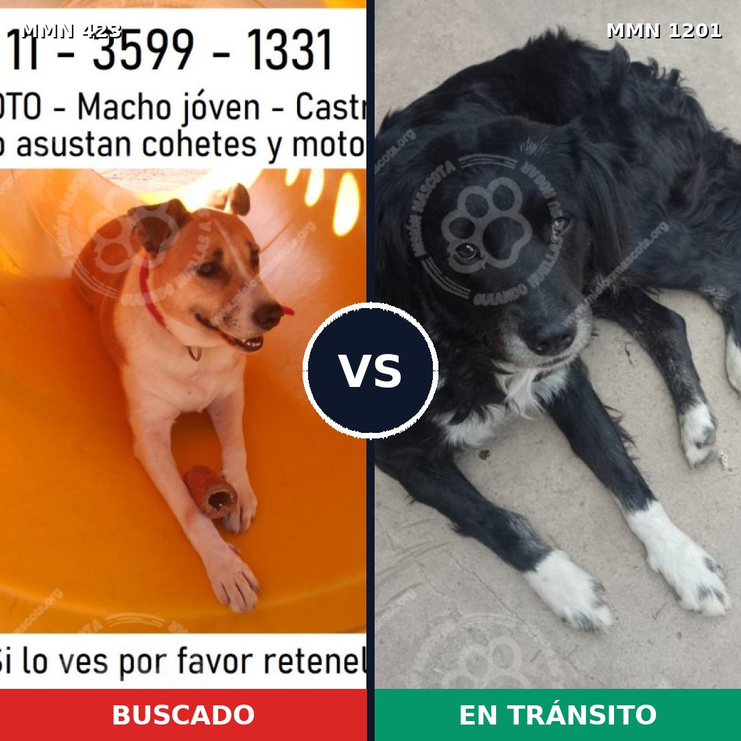 Comparativa MMS 18920: mascota perdida y mascota encontrada, 64% de similitud