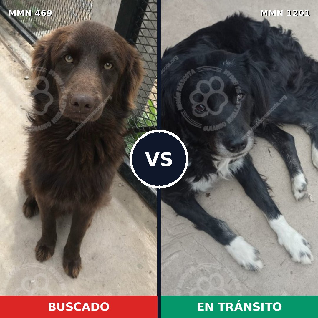 Comparativa MMS 18924: mascota perdida y mascota encontrada, 55% de similitud