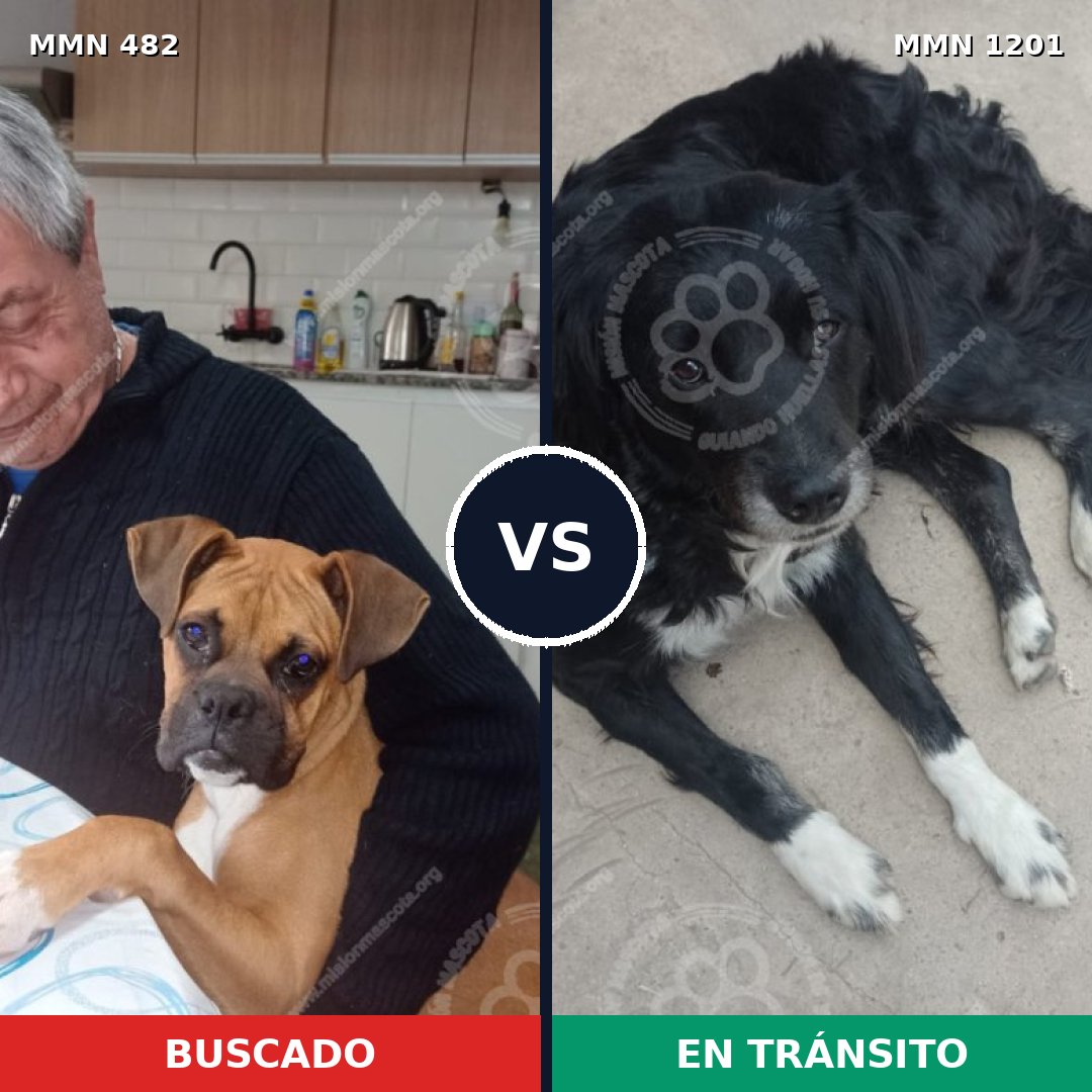 Comparativa MMS 18927: mascota perdida y mascota encontrada, 58% de similitud