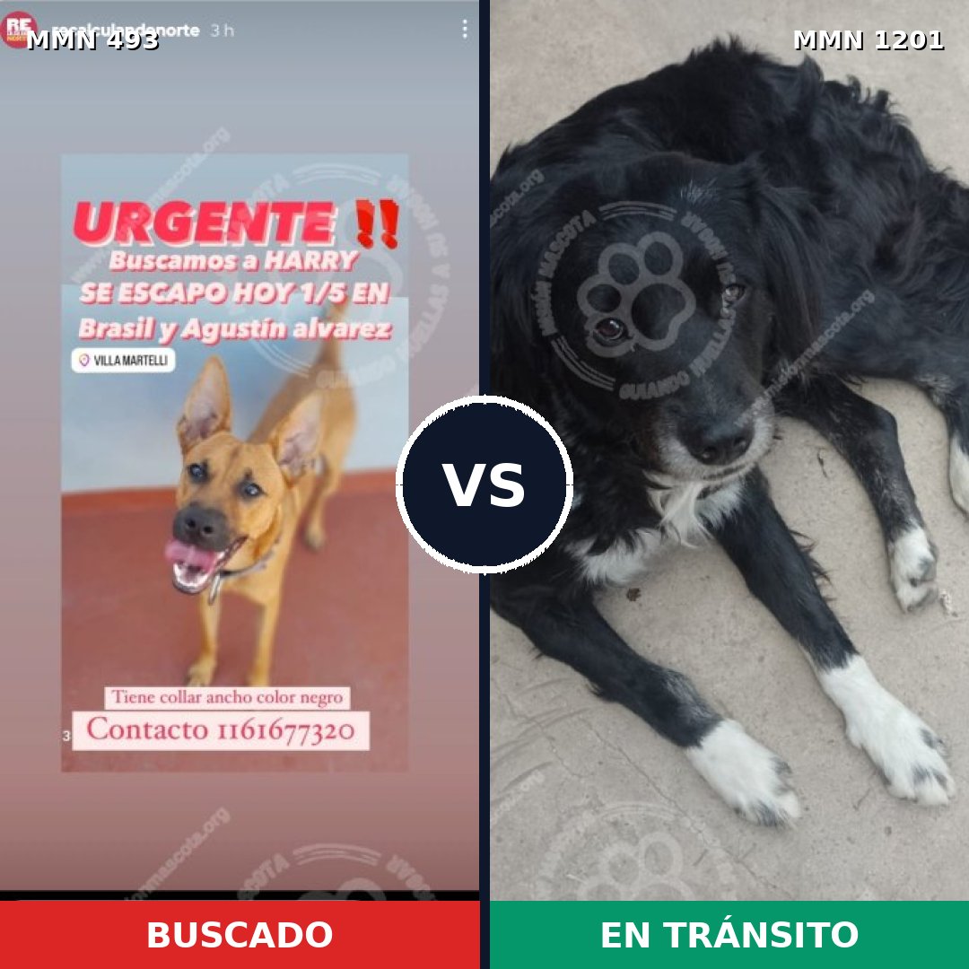 Comparativa MMS 18929: mascota perdida y mascota encontrada, 56% de similitud