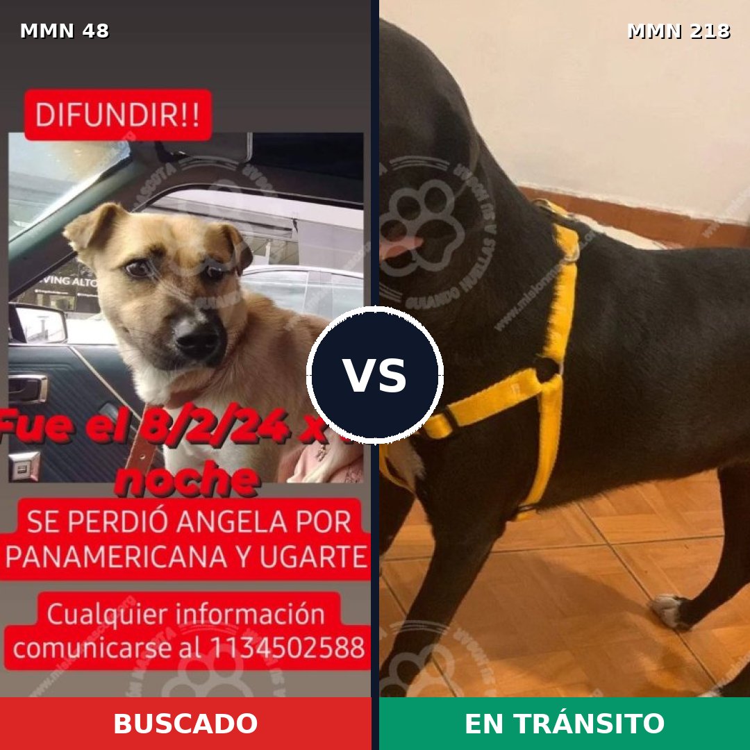 Comparativa MMS 1893: mascota perdida y mascota encontrada, 76% de similitud