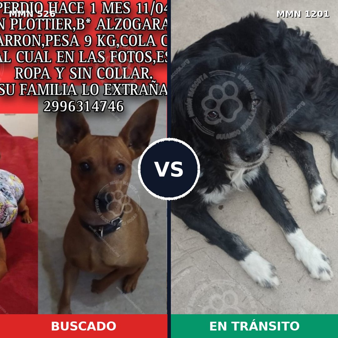 Comparativa MMS 18931: mascota perdida y mascota encontrada, 23% de similitud