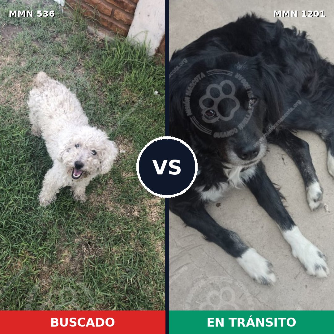 Comparativa MMS 18933: mascota perdida y mascota encontrada, 38% de similitud