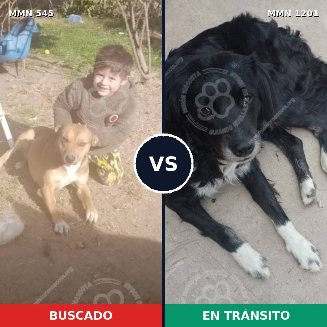 Comparativa MMS 18934: mascota perdida y mascota encontrada, 49% de similitud