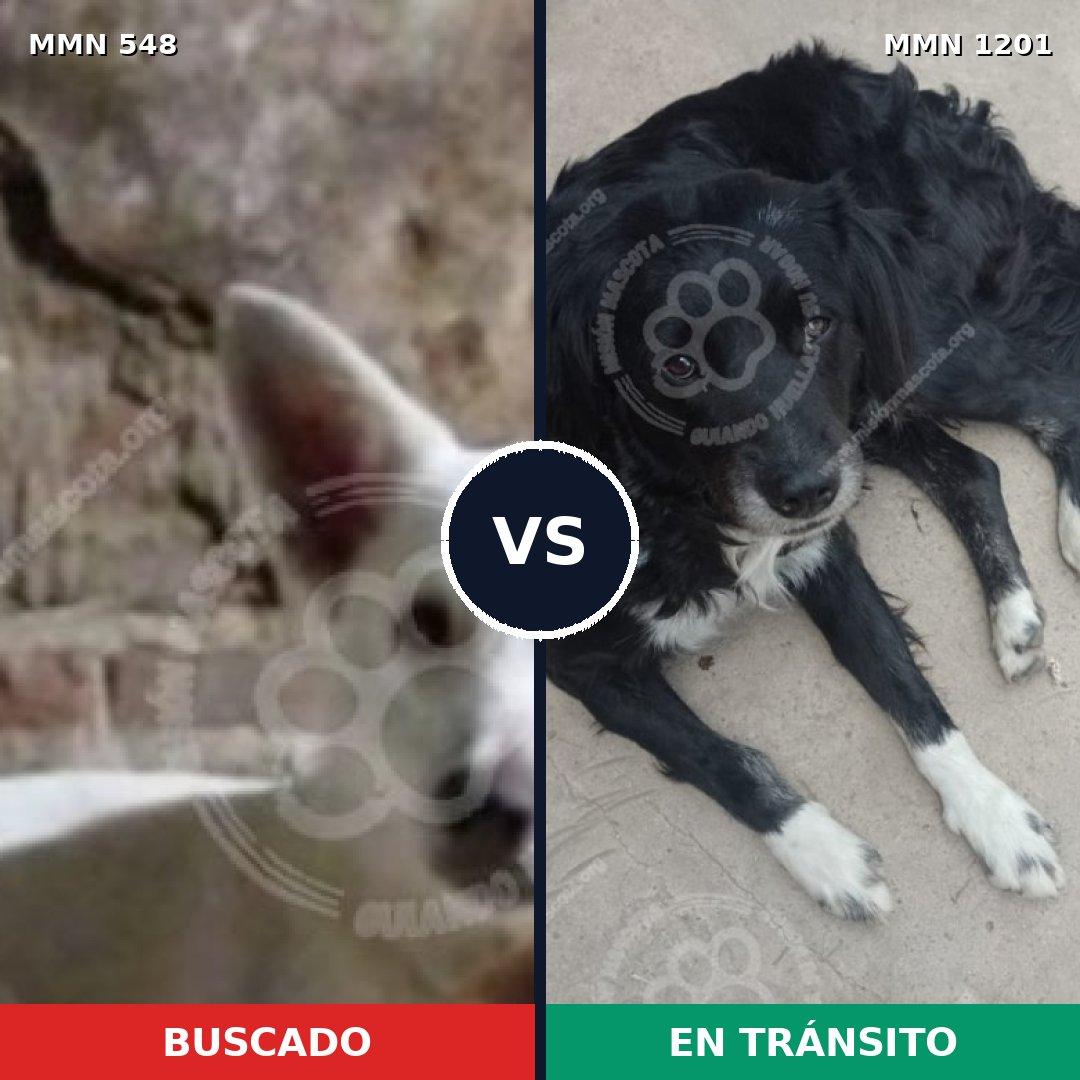 Comparativa MMS 18935: mascota perdida y mascota encontrada, 52% de similitud