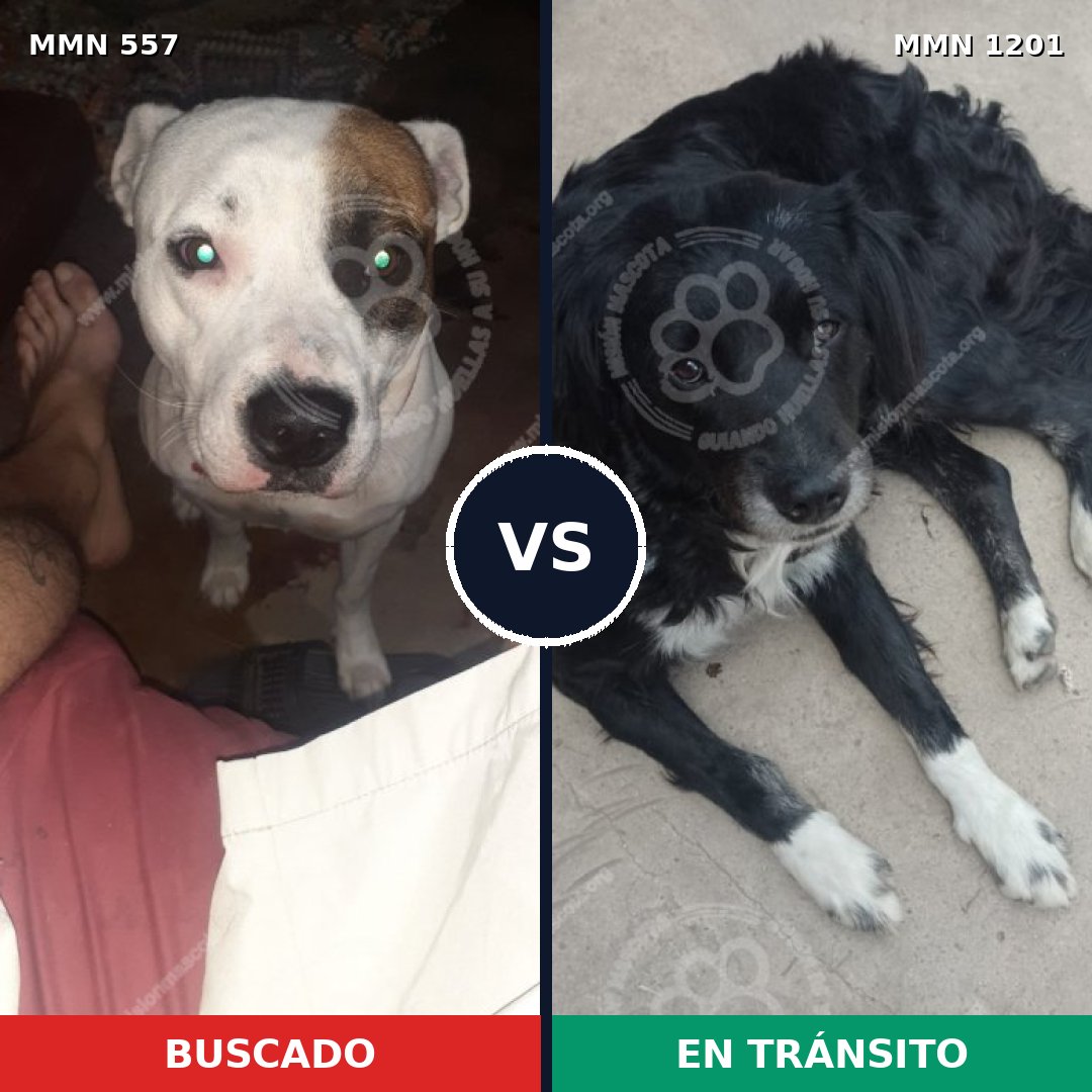 Comparativa MMS 18936: mascota perdida y mascota encontrada, 44% de similitud