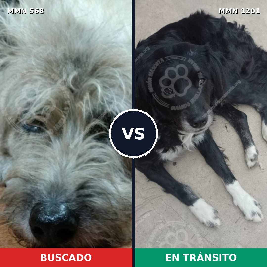 Comparativa MMS 18937: mascota perdida y mascota encontrada, 55% de similitud