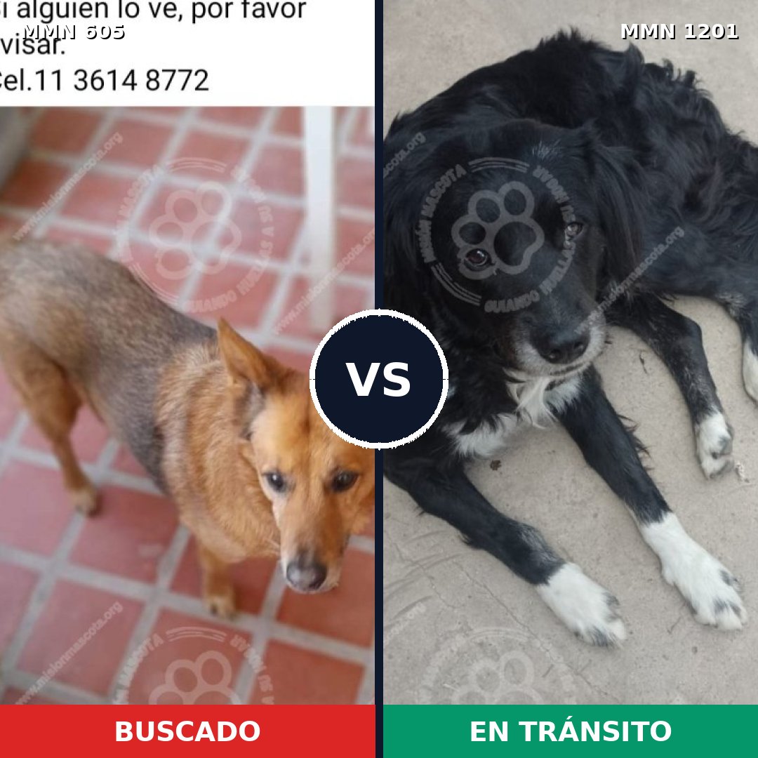 Comparativa MMS 18939: mascota perdida y mascota encontrada, 65% de similitud