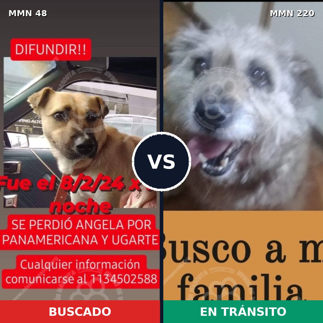 Comparativa MMS 1894: mascota perdida y mascota encontrada, 79% de similitud