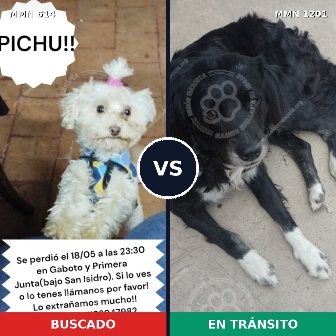 Comparativa MMS 18942: mascota perdida y mascota encontrada, 35% de similitud