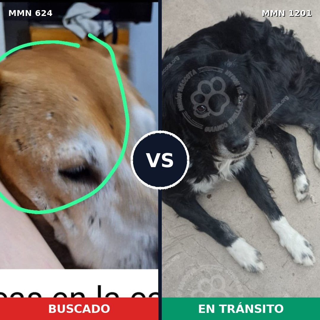 Comparativa MMS 18943: mascota perdida y mascota encontrada, 48% de similitud