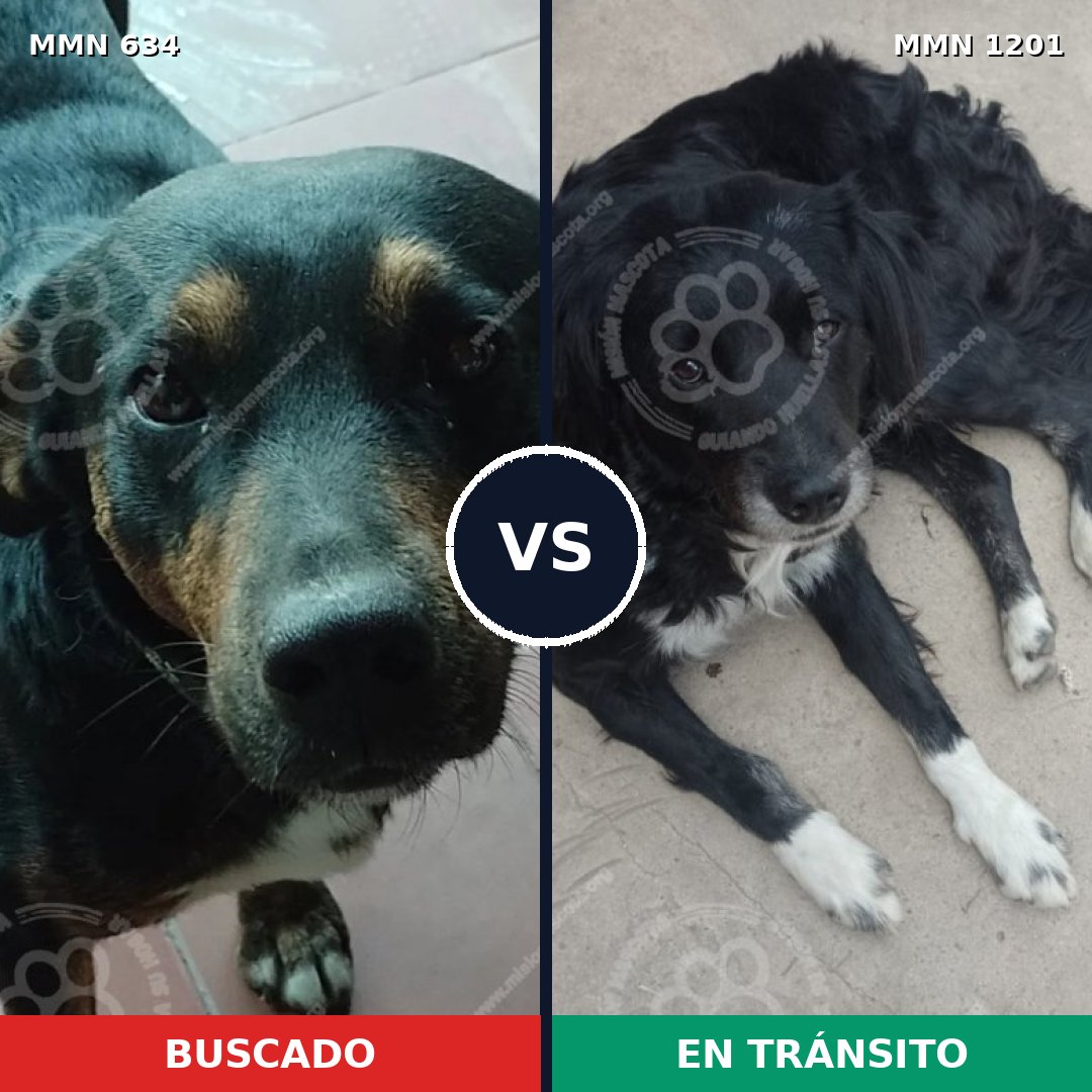 Comparativa MMS 18944: mascota perdida y mascota encontrada, 63% de similitud
