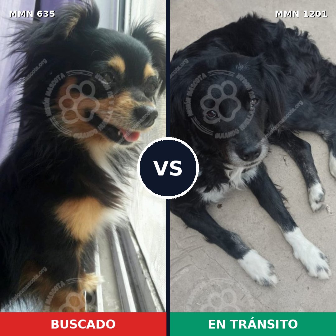 Comparativa MMS 18945: mascota perdida y mascota encontrada, 35% de similitud