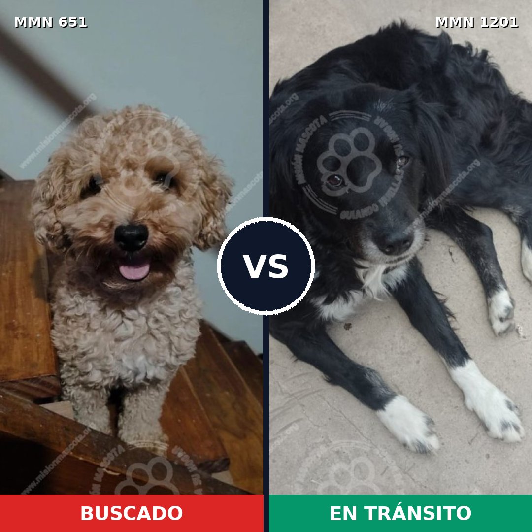 Comparativa MMS 18947: mascota perdida y mascota encontrada, 25% de similitud