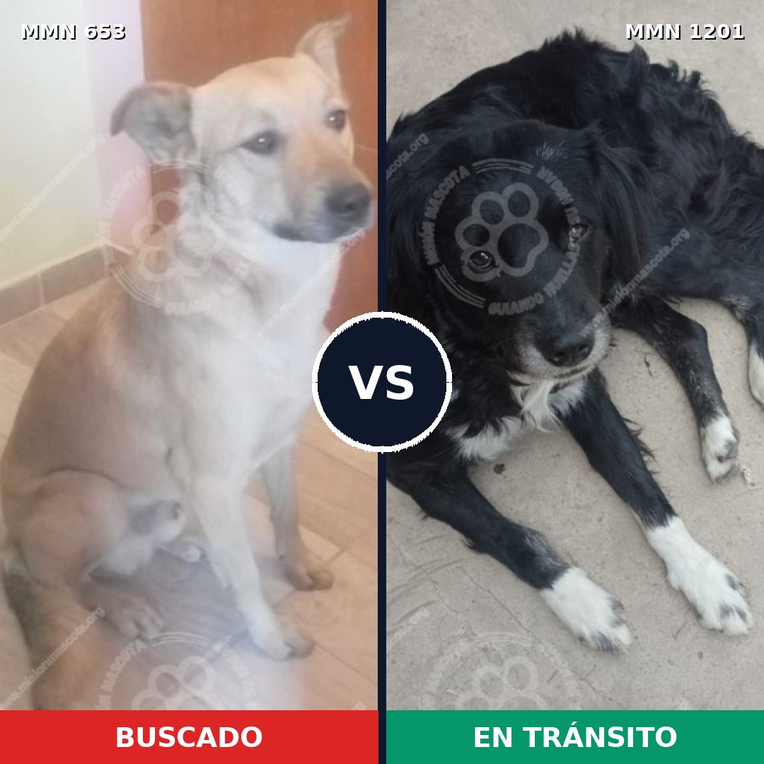Comparativa MMS 18948: mascota perdida y mascota encontrada, 57% de similitud