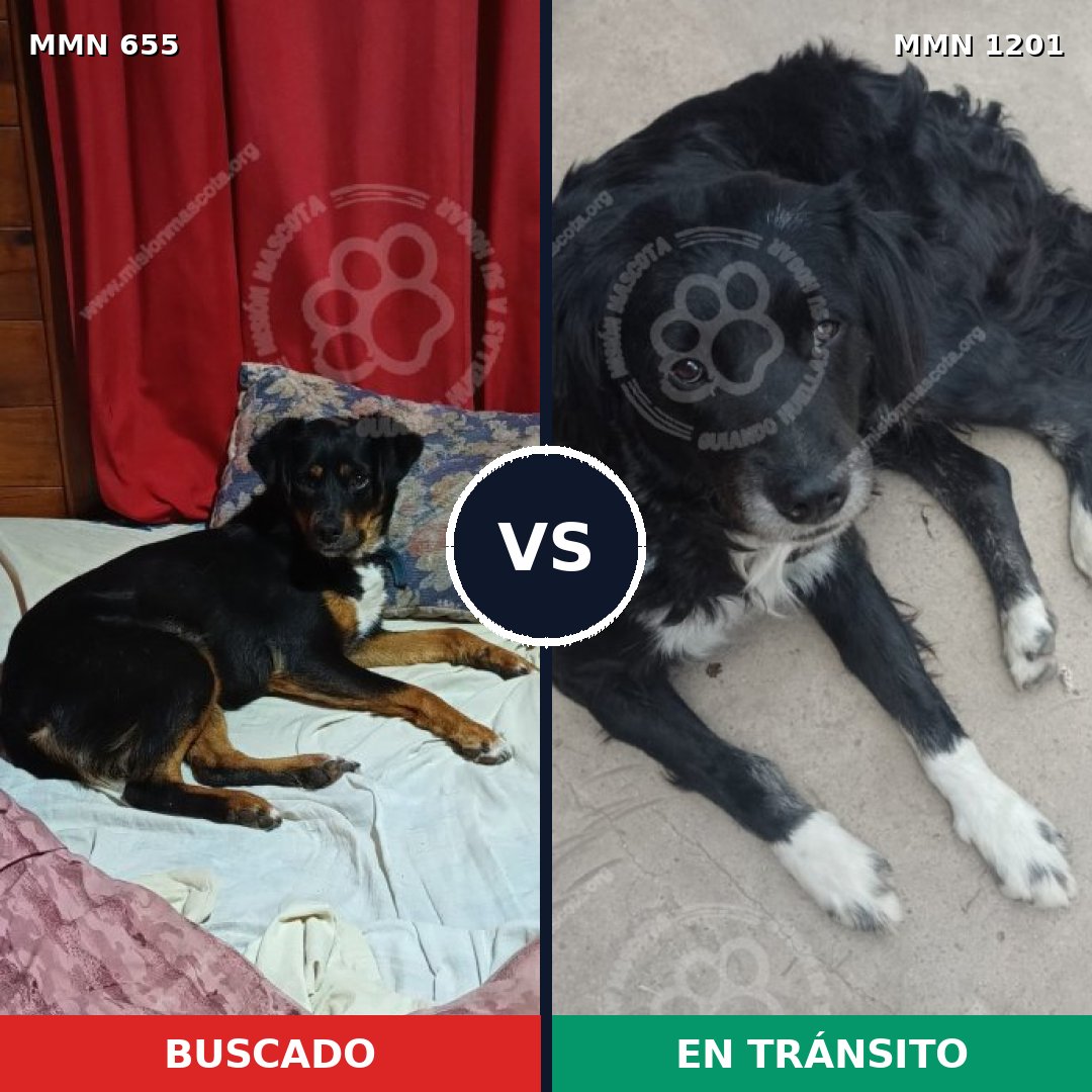 Comparativa MMS 18949: mascota perdida y mascota encontrada, 53% de similitud
