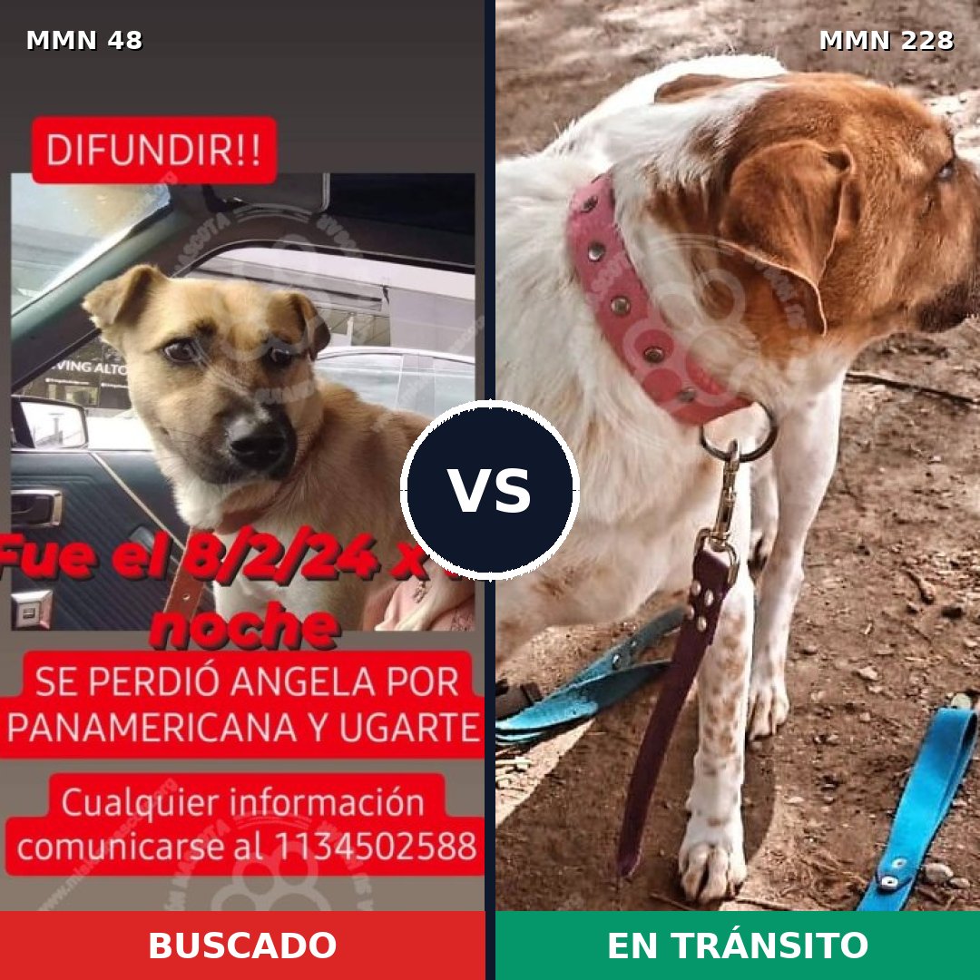 Comparativa MMS 1895: mascota perdida y mascota encontrada, 62% de similitud